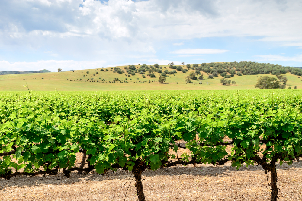 South Australian Tourism Commission - Barossa Valley