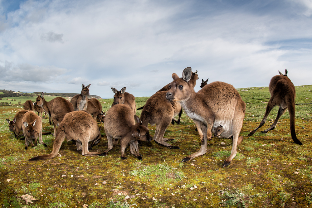 South Australian Tourism Commission - Kangaroo Island