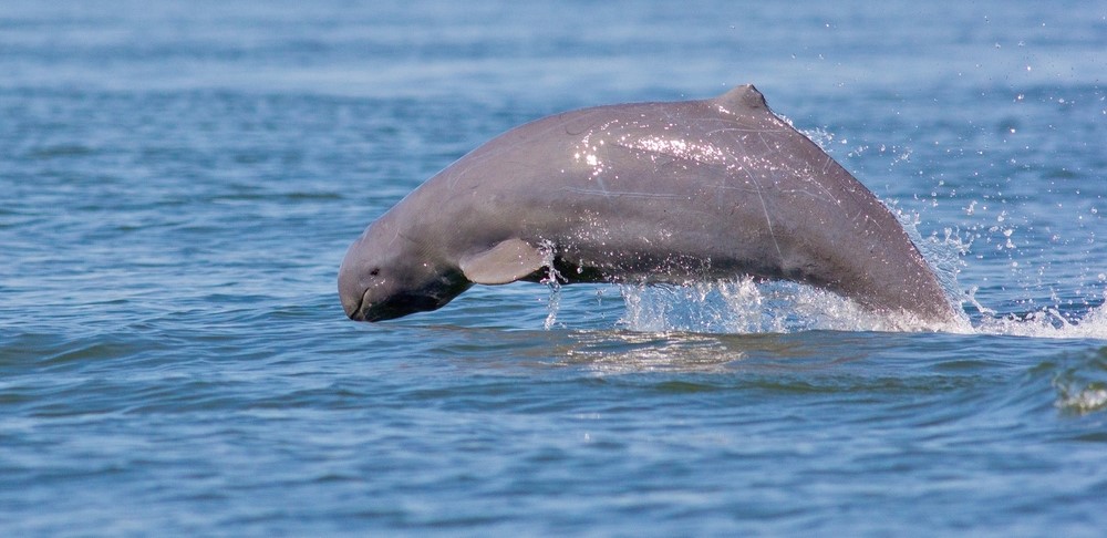 The Irrawaddy dolphin - National Geographic