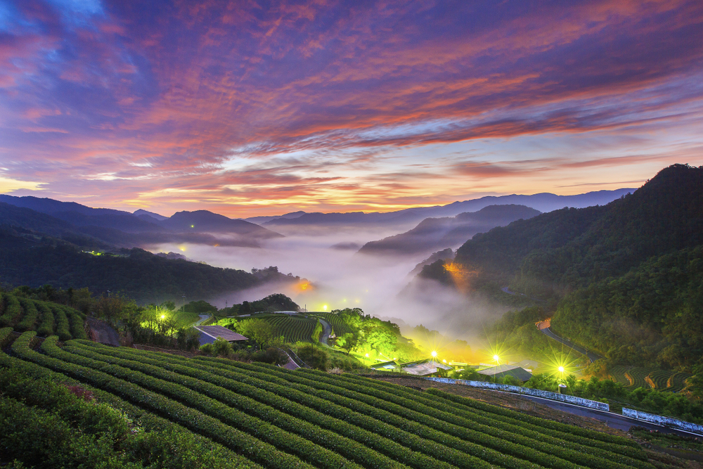 Tea Plantation