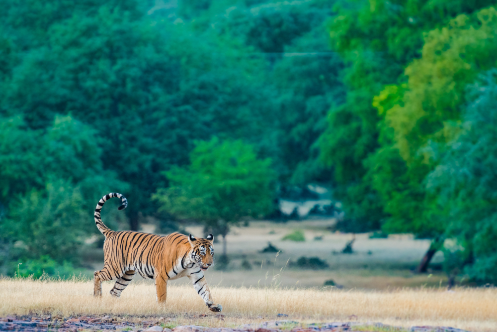 Ranthambore National Park, Rajasthan, India