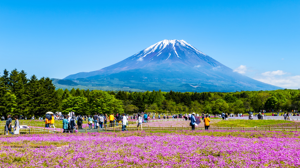 Mount Fuji with a field of pink moss at Shibazakura Festival
