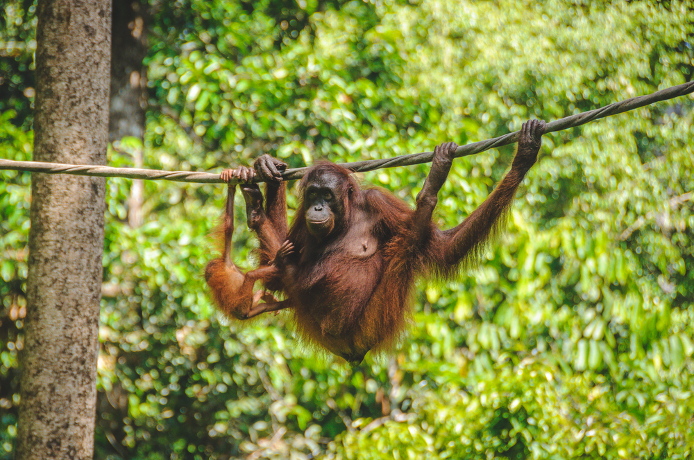 Sarawak, Malaysia