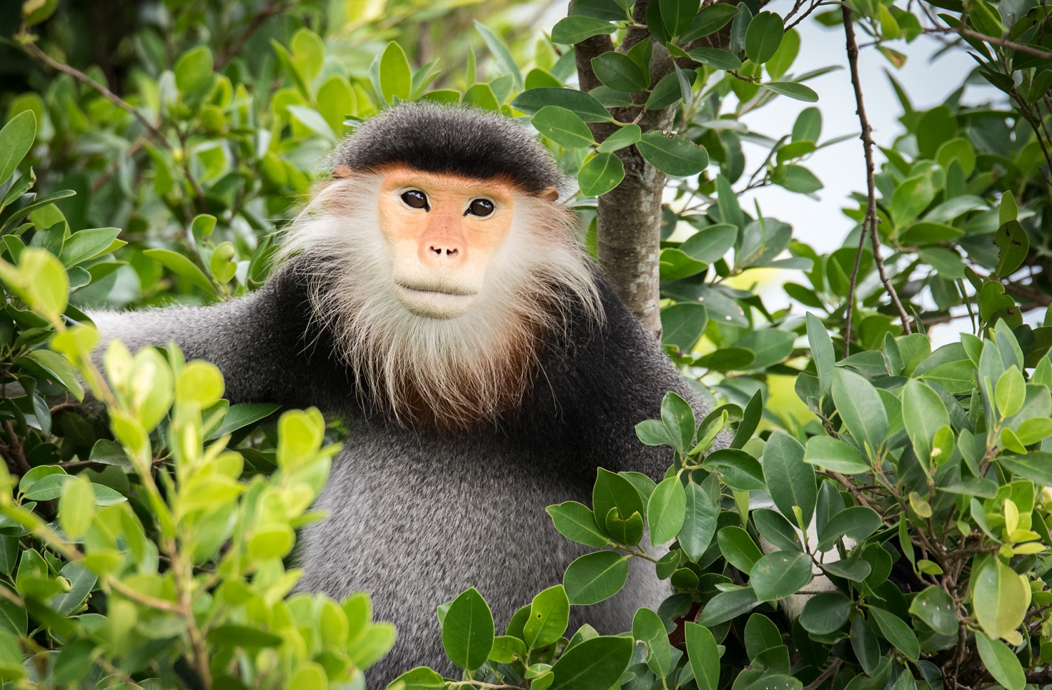 Monkey mountain on sale