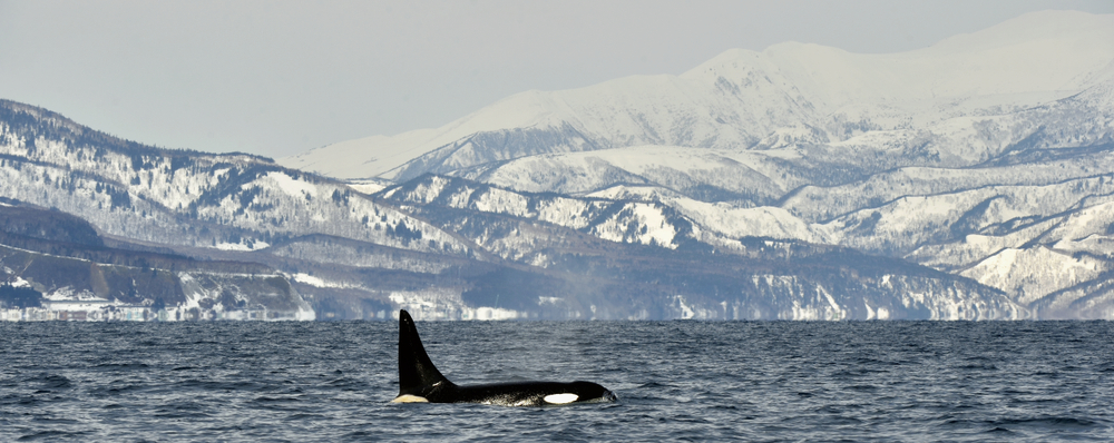 An orca swims in Sea of Okhotsk, Pacific Ocean