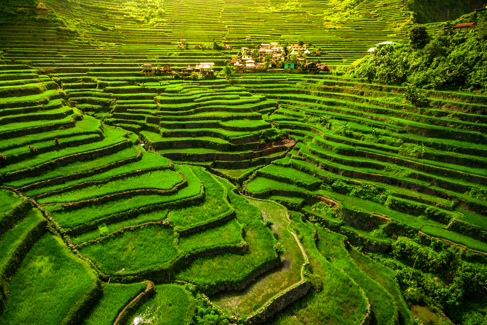 Banaue Rice Terraces