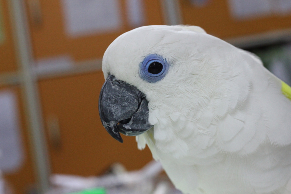A blue-eyed Cockatoo - Travelodge Left Behind
