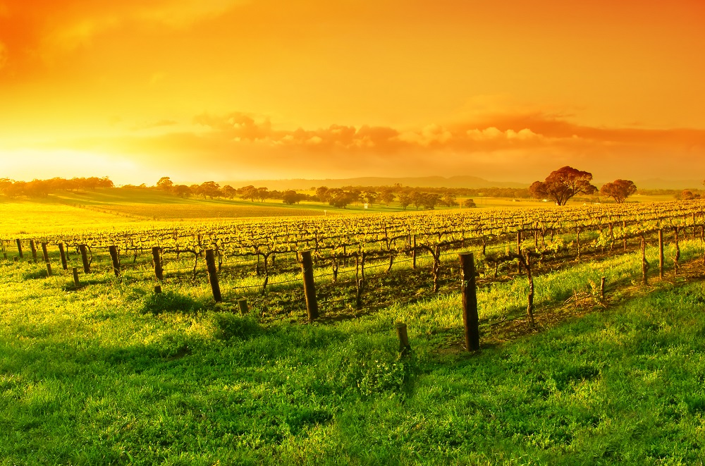 Vineyard in the Barossa Valley