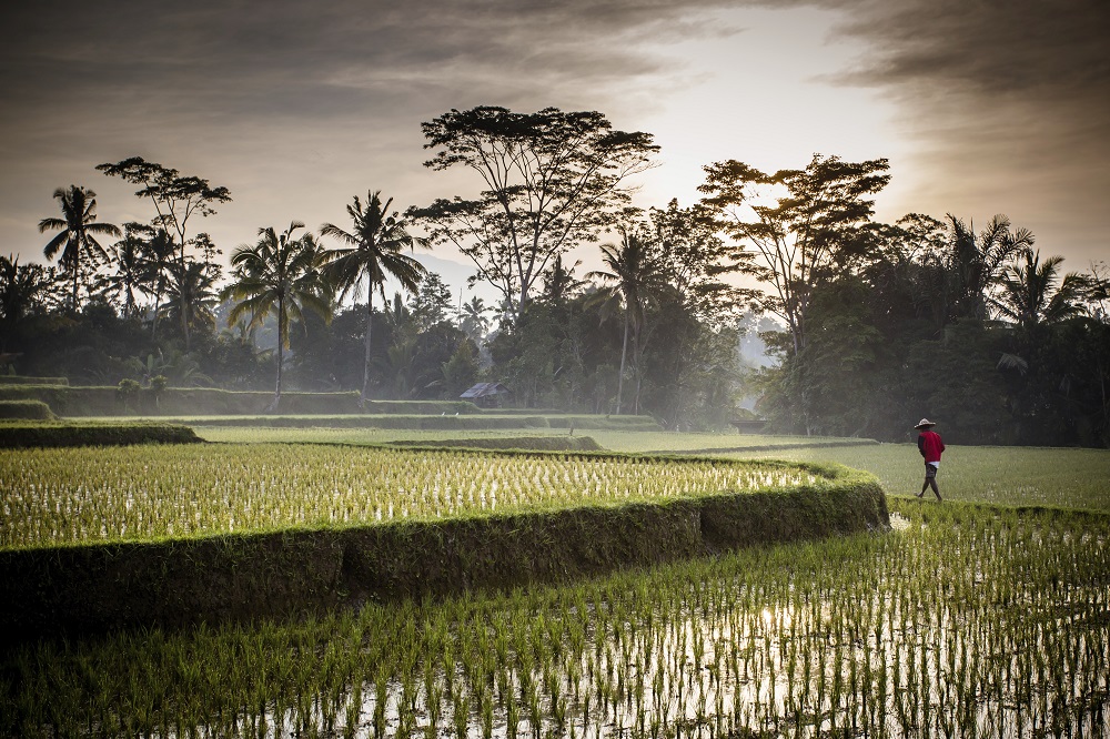 ubud-bali-indonesia