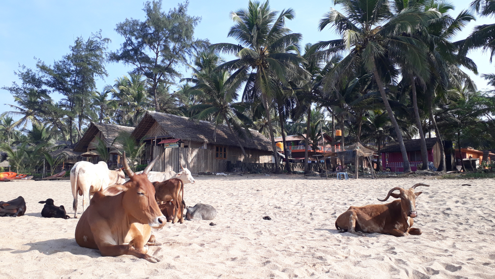 agonda-beach