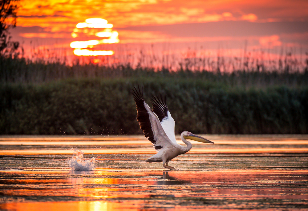 Danube Delta, Romania