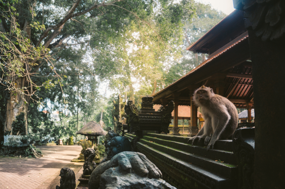 Sacred Monkey Forest Sanctuary