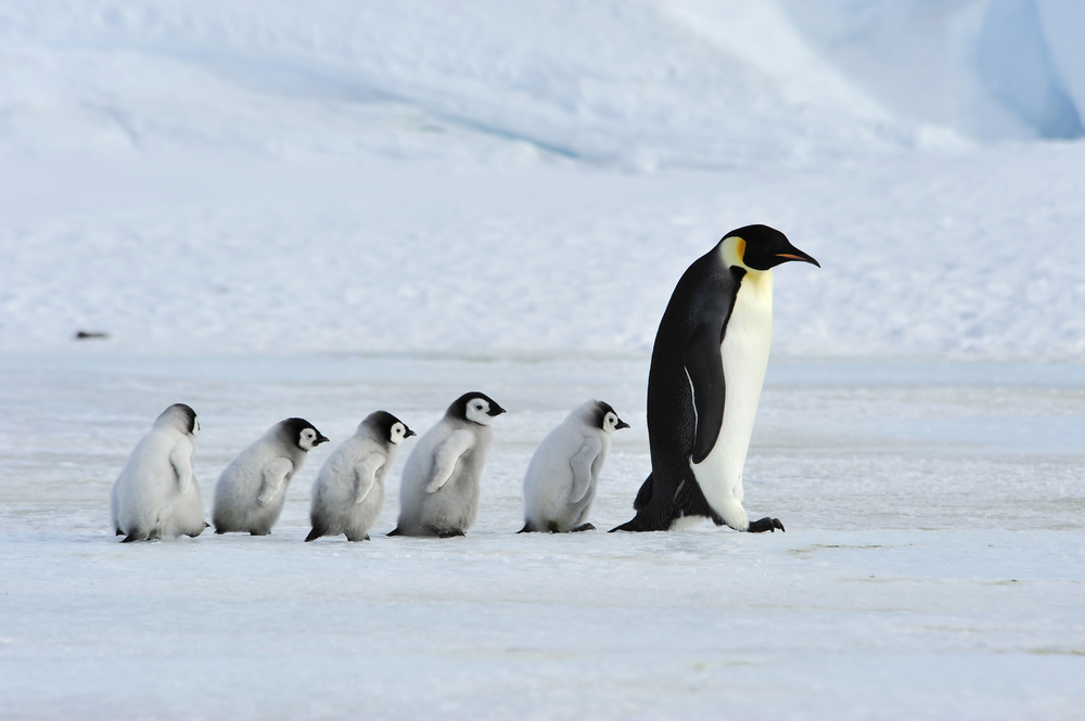 Antarctica - Emperor Penguins
