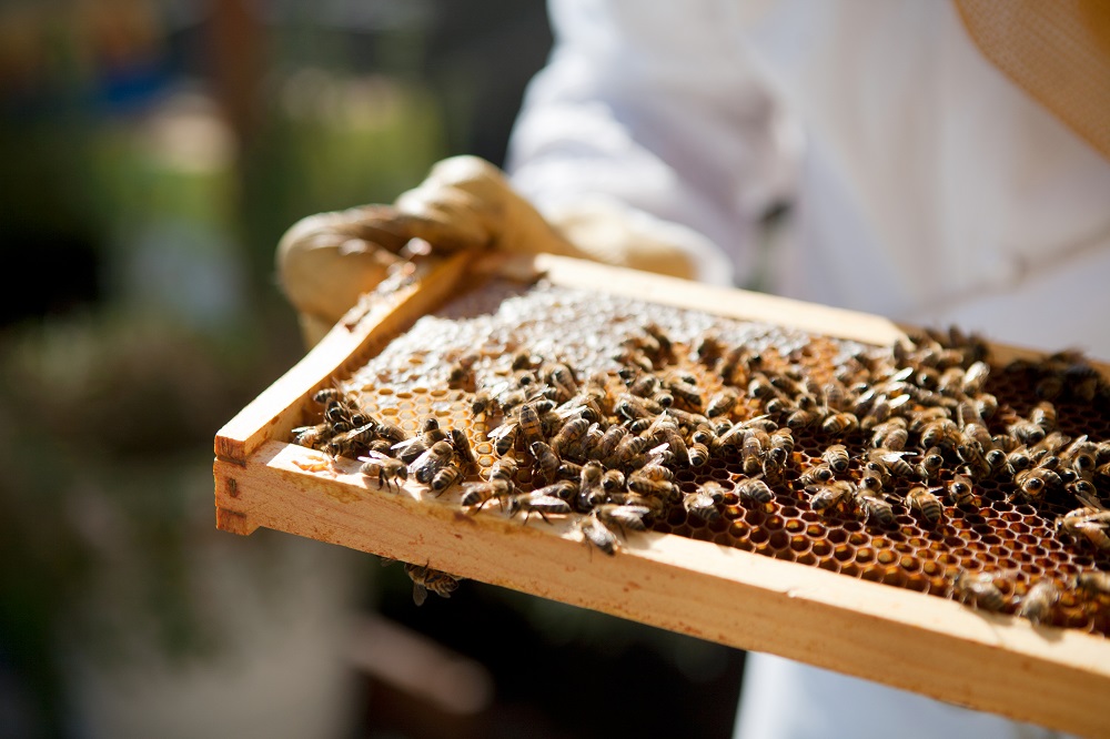 Fairmont Hotels - Bee Sustainable 2