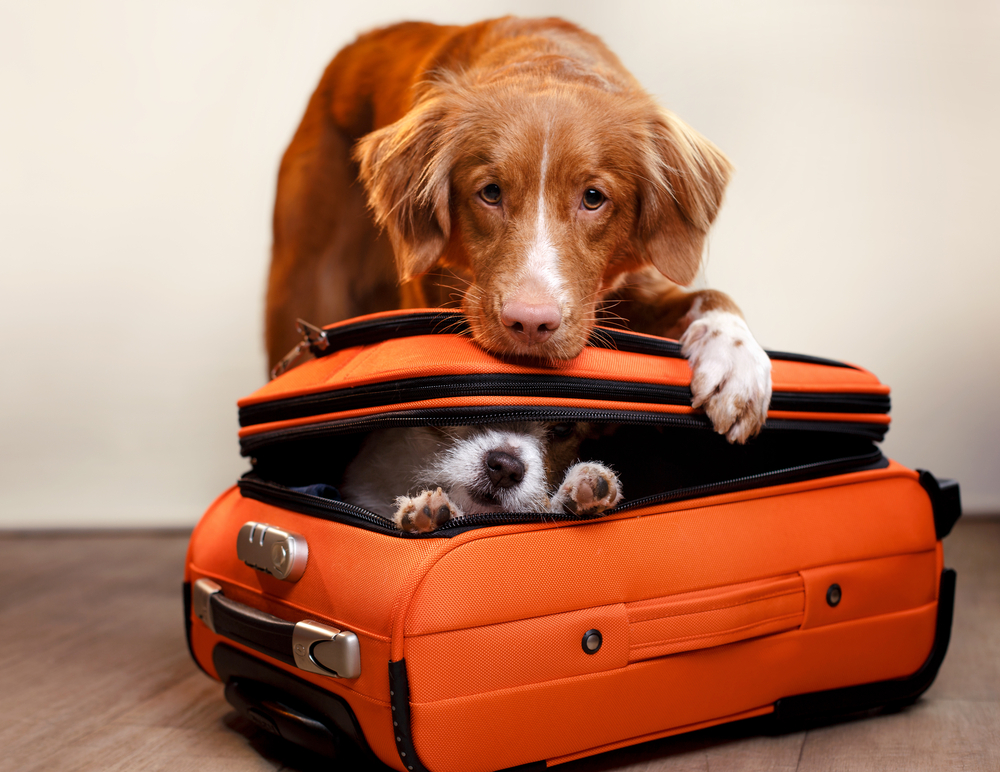 Dog-friendly hotels