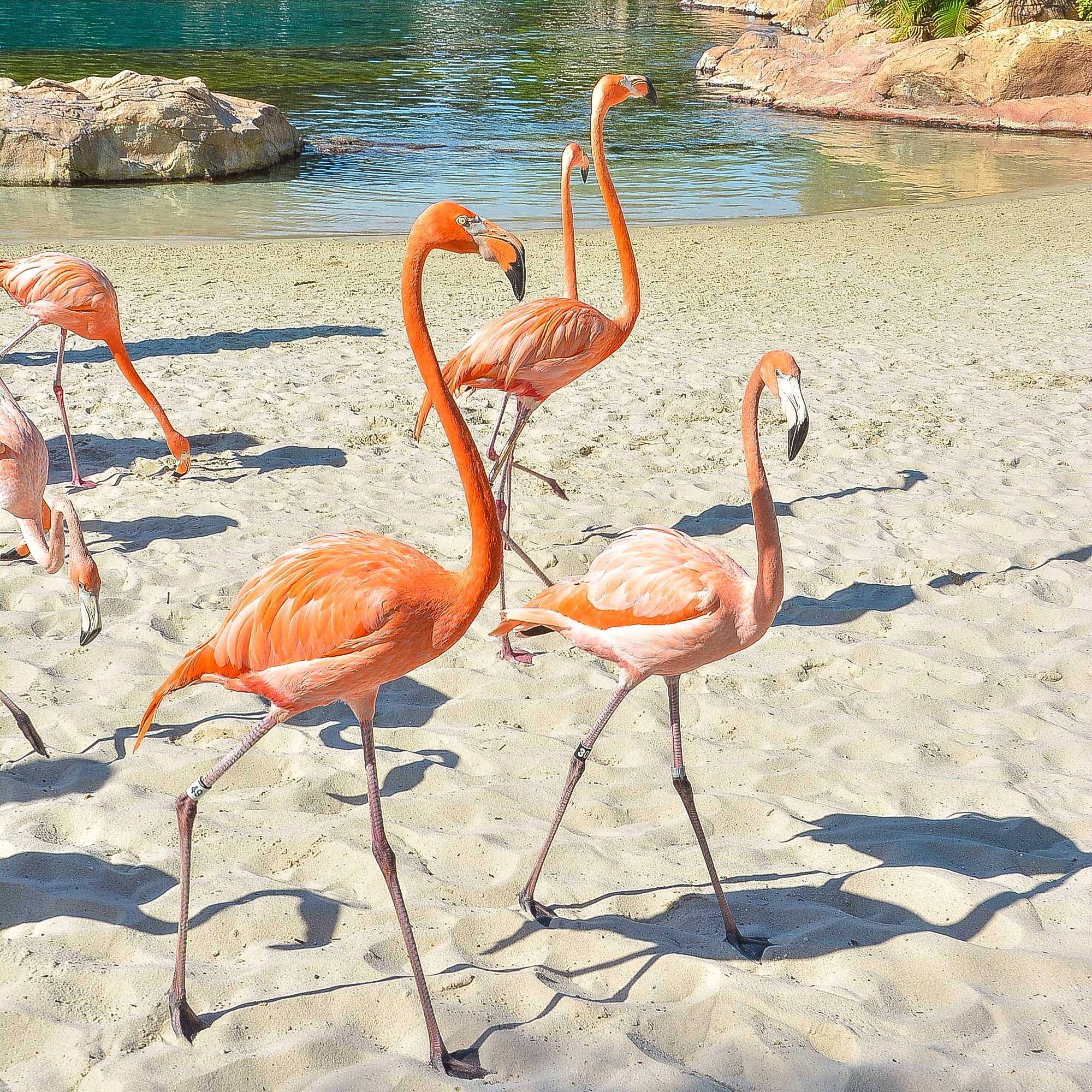Discovery Cove Sees Flamboyance Of Flamingos