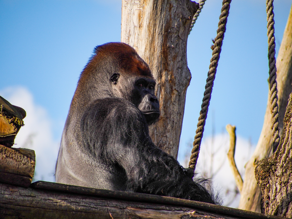 London Zoo