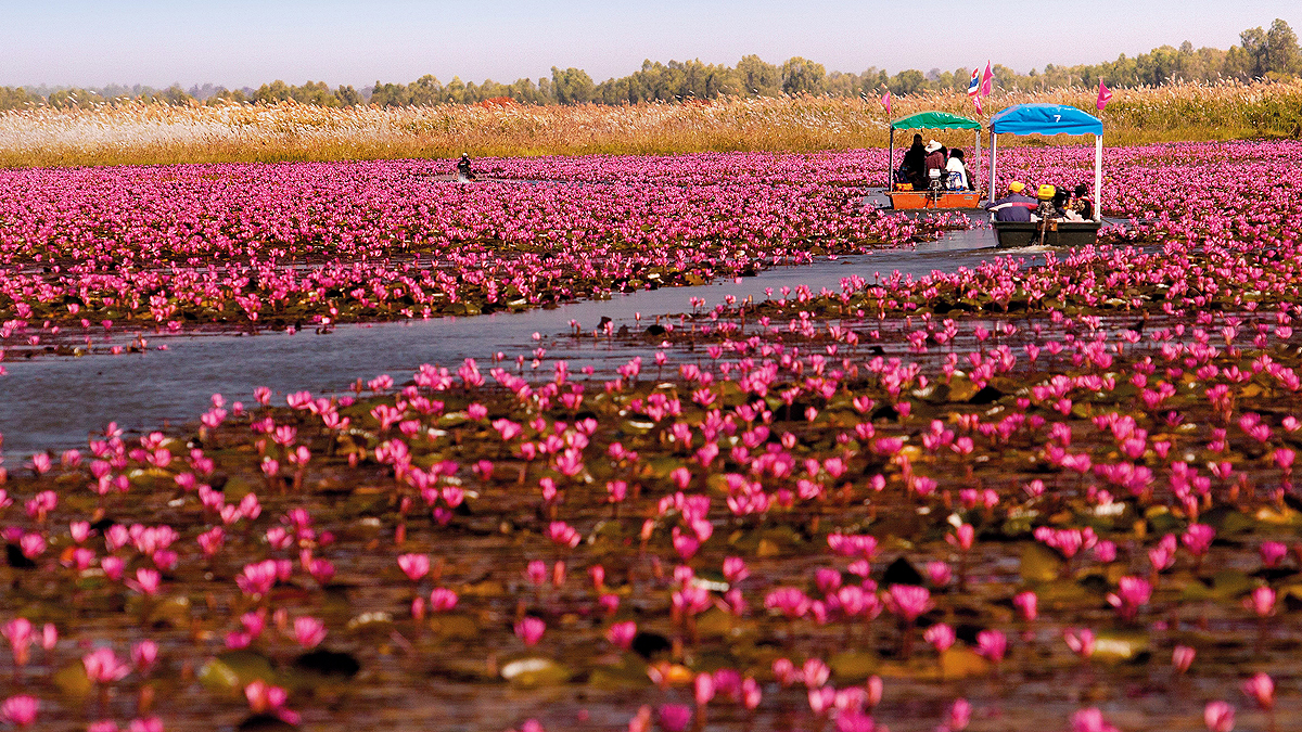 Tat Invites All To Pink Water Lilies Lake Experience