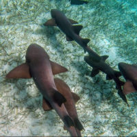 Belize.jpg Belize.jpg