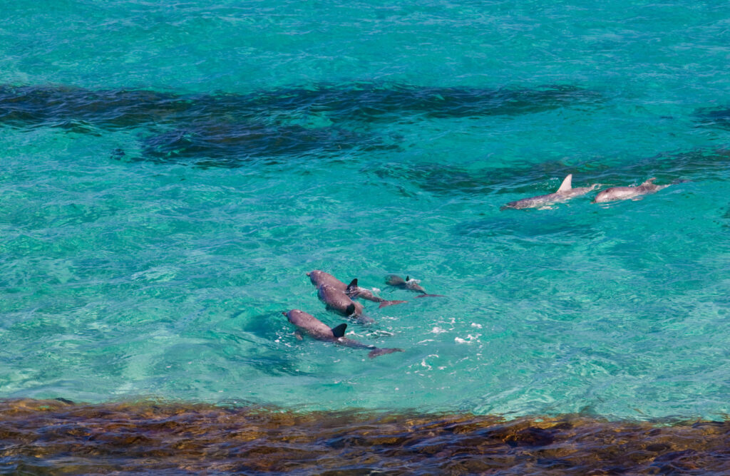 Swim with dolphins, Kangaroo Island