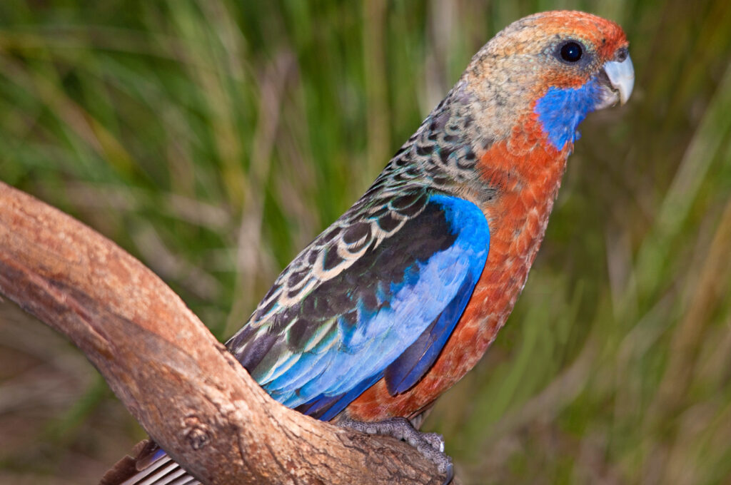 Bird watching – Adelaide rosella