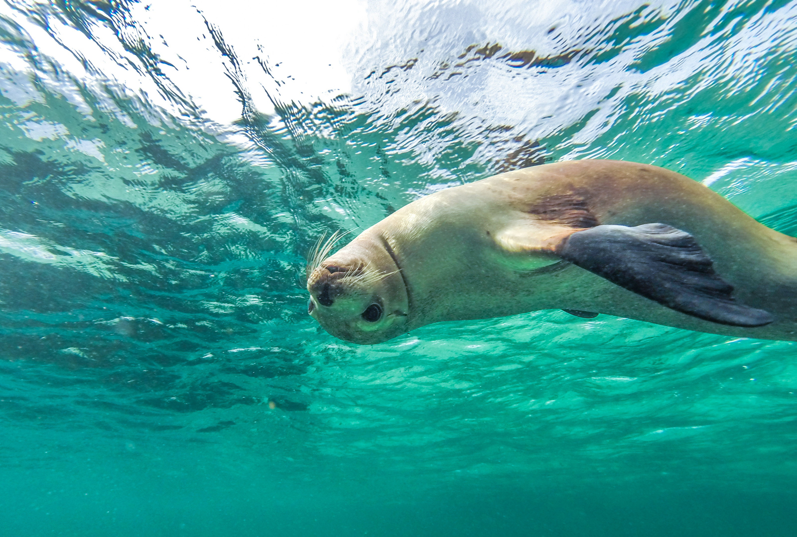 8 unique South Australian wildlife encounters - Vimarsana News