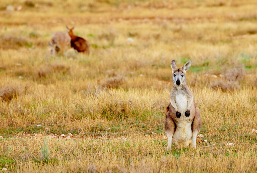Kangaroos, Flinders Ranges