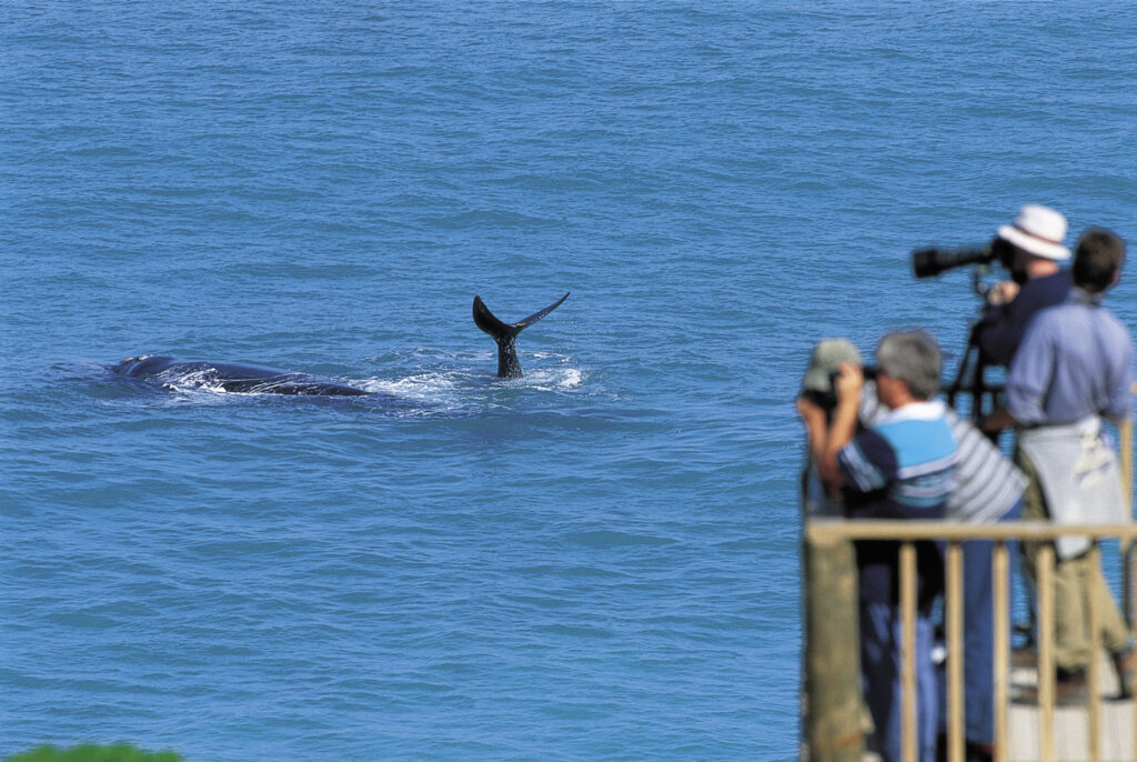 Whale watching, Eyre Peninsula