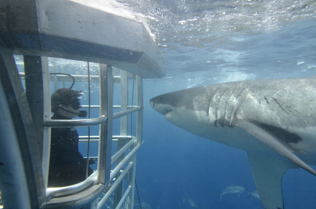 Shark cage dive