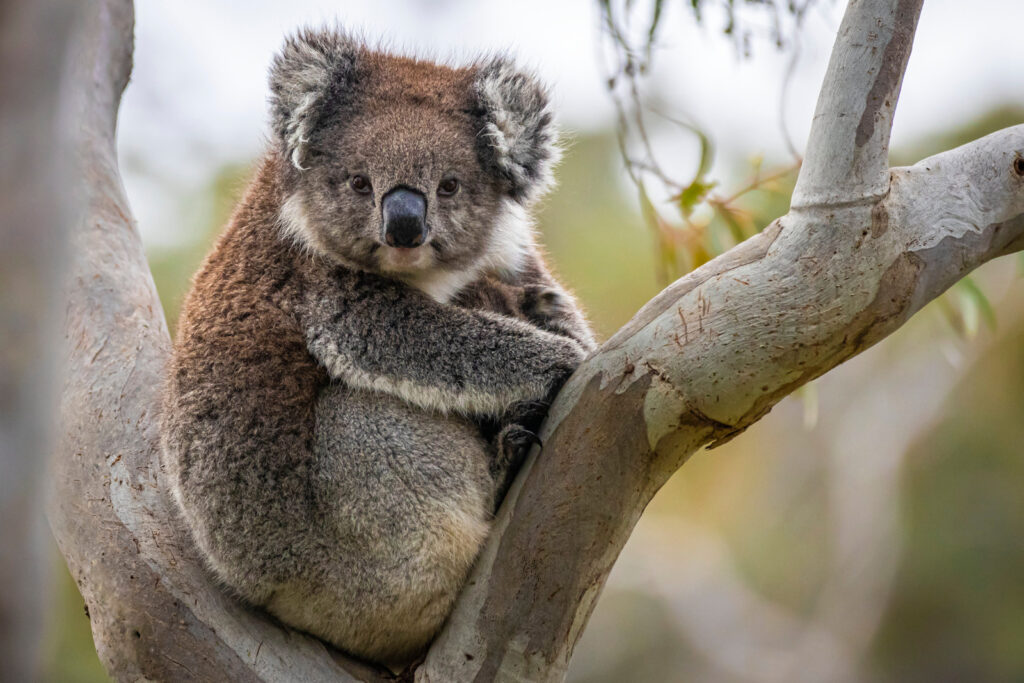 Koala