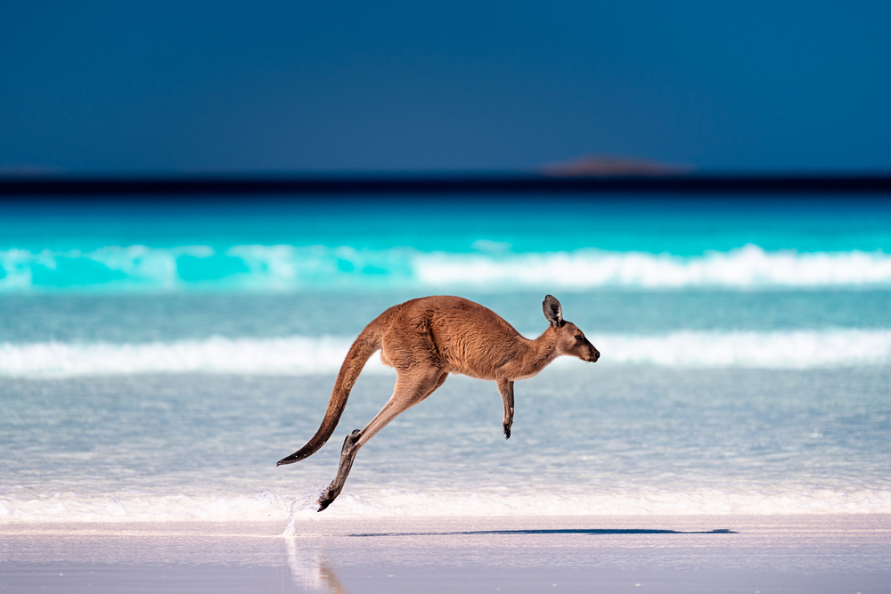 Western australia border