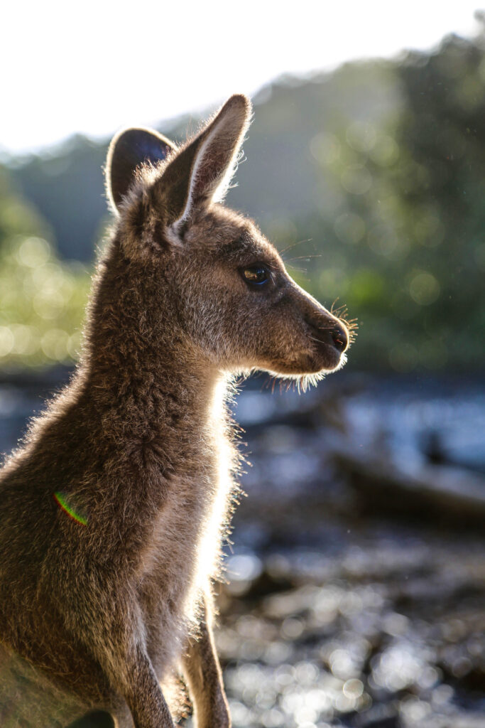 Australian Geographic Our Country Immersive Experience Kangaroo