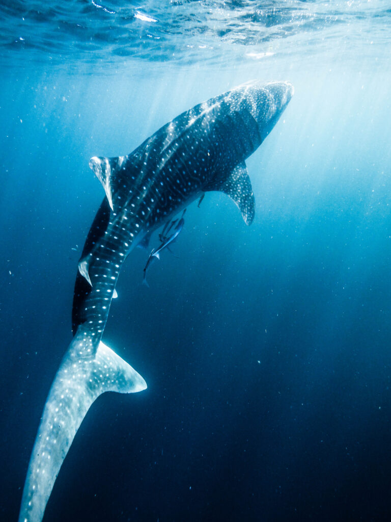 Australian Geographic Our Country Immersive Experience Whale Sharks