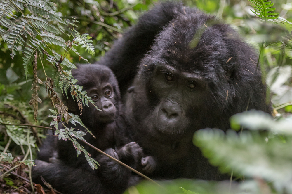 Mountain gorillas in the rainforest of Uganda