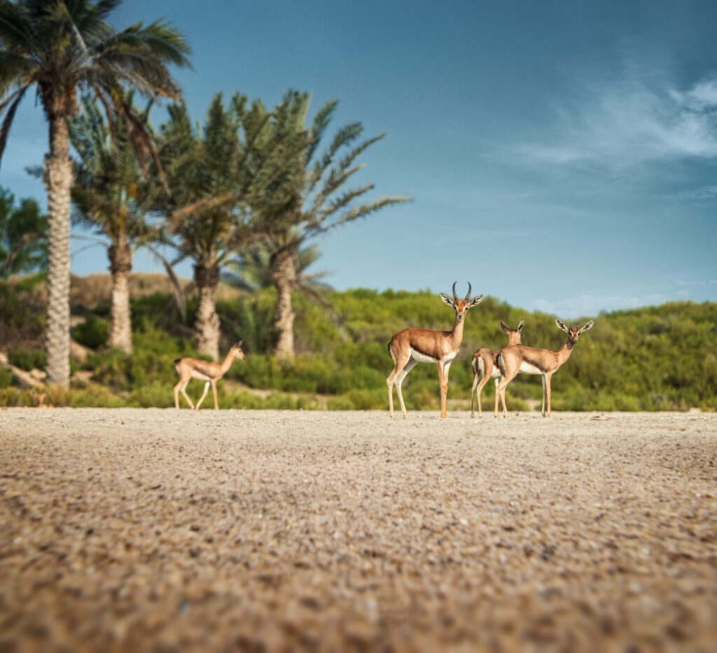 Saadiyat Island Nature