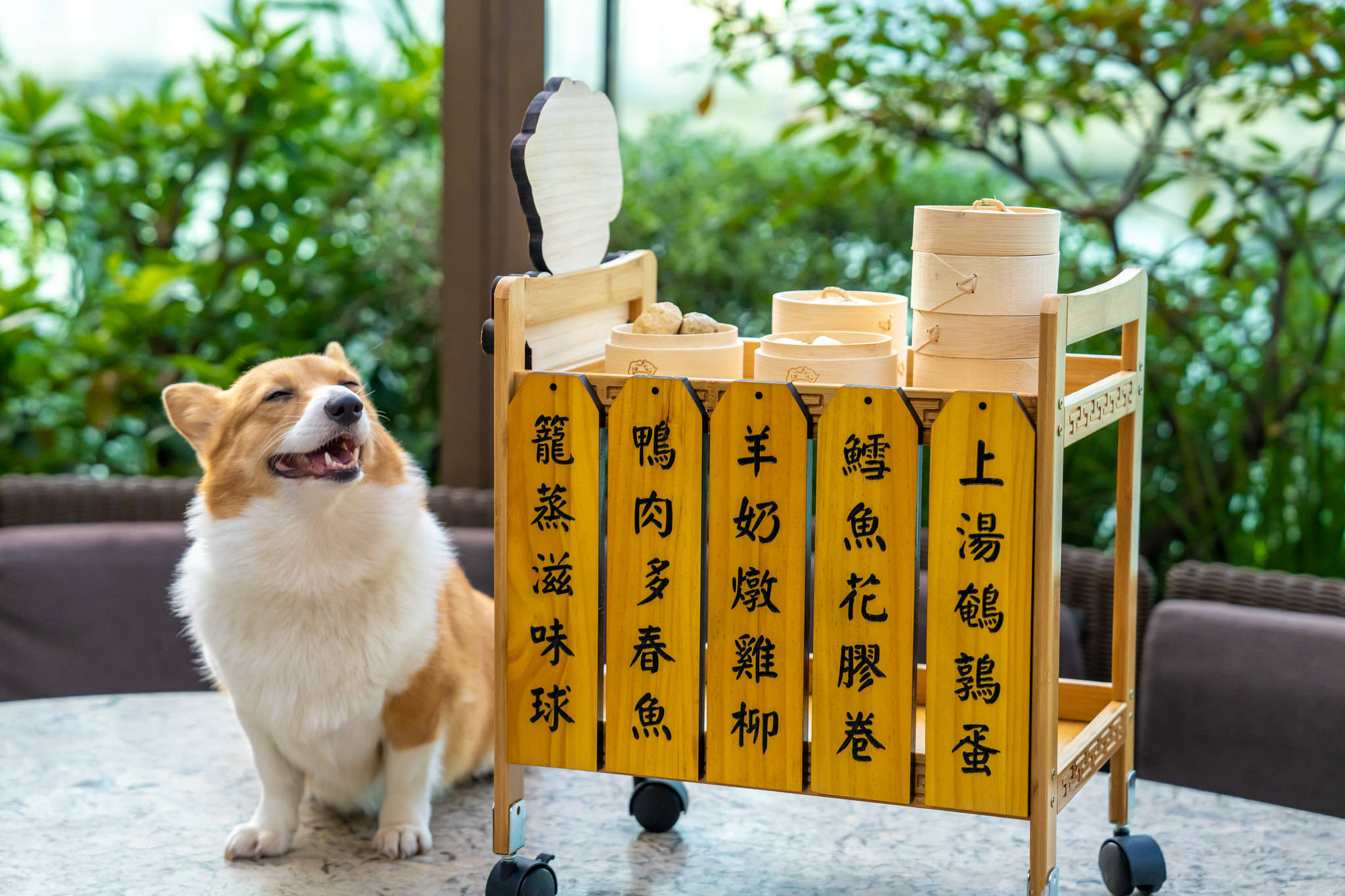 Hyatt Centric Victoria Harbour Hong Kong launches dog hotel boarding
