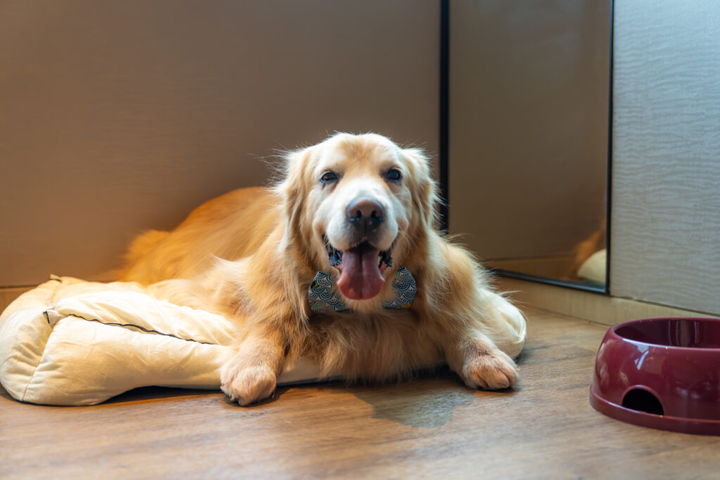 do hotels have to allow therapy dogs