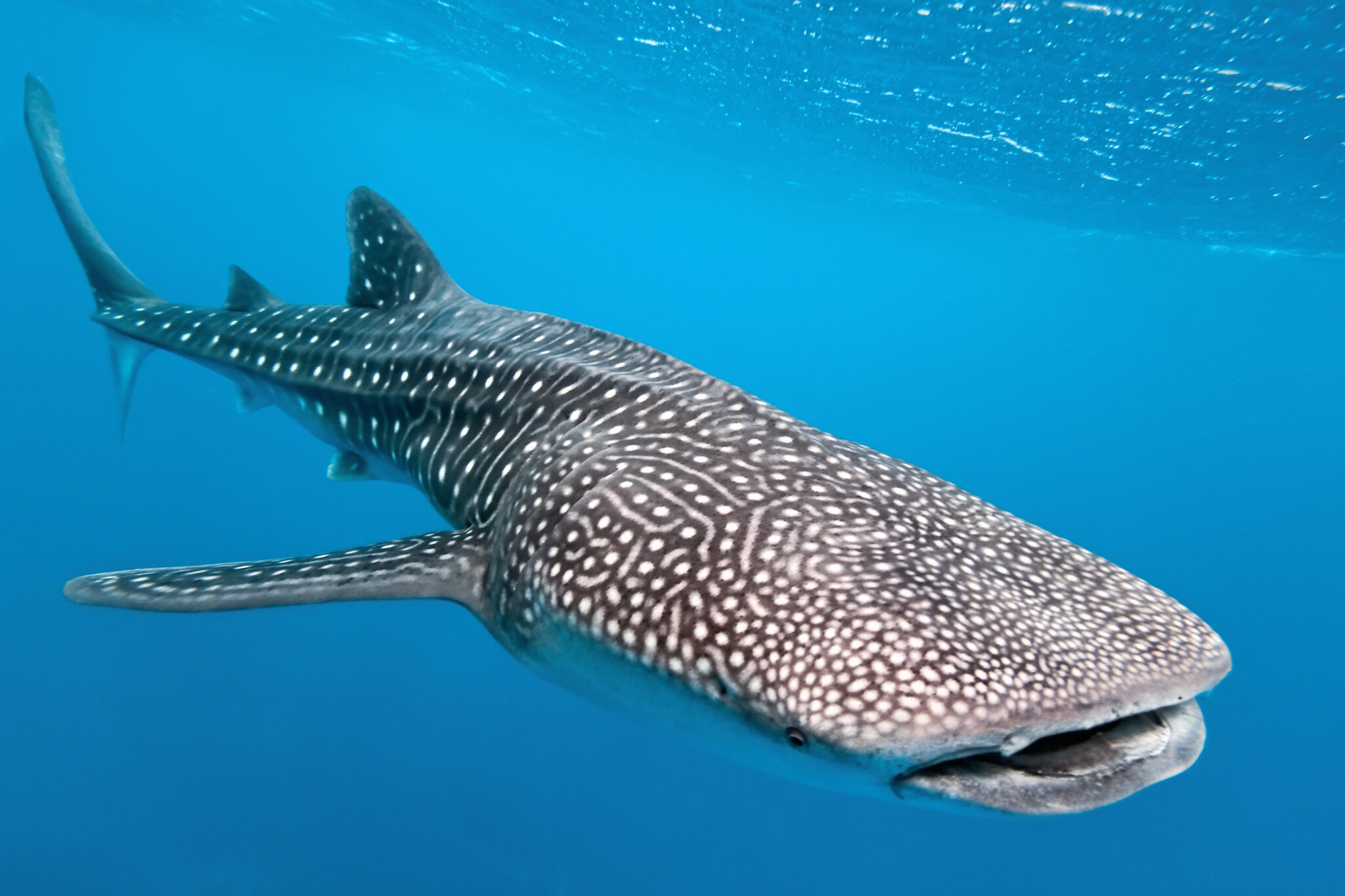 SeaTrek Sailing Adventures enhance "Whale Sharks Coralsand Dragons" itinerary for 2024 - Vimarsana News